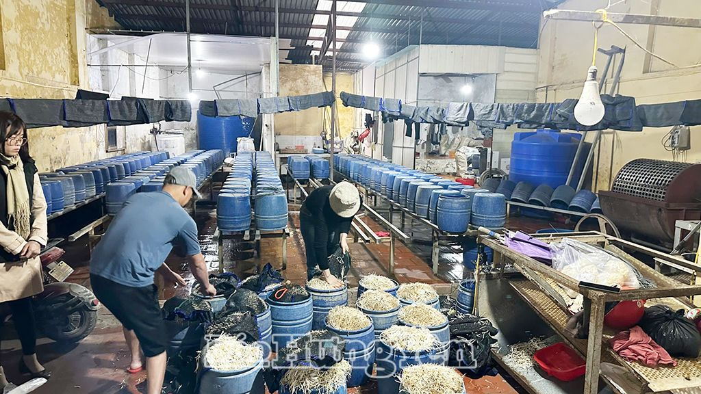 Hưng Yên: Khởi tố chủ cơ sở sản xuất, kinh doanh 30 tấn giá đỗ sử dụng chất cấm và ngoài danh mục 