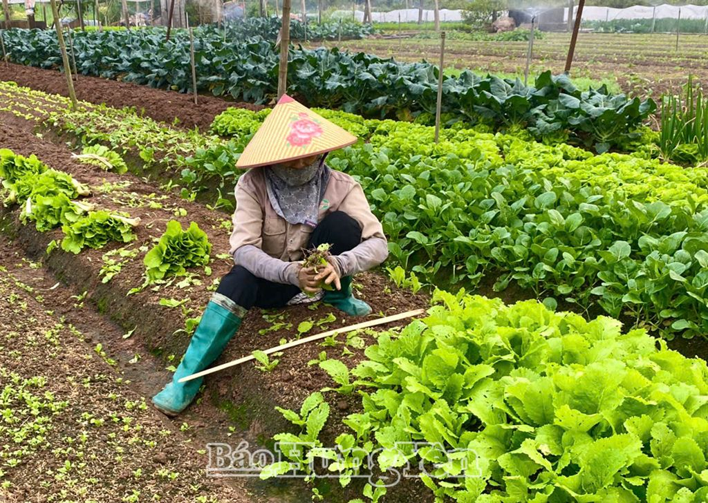 Tiên Lữ: Rau xanh sẵn sàng phục vụ thị trường dịp Tết