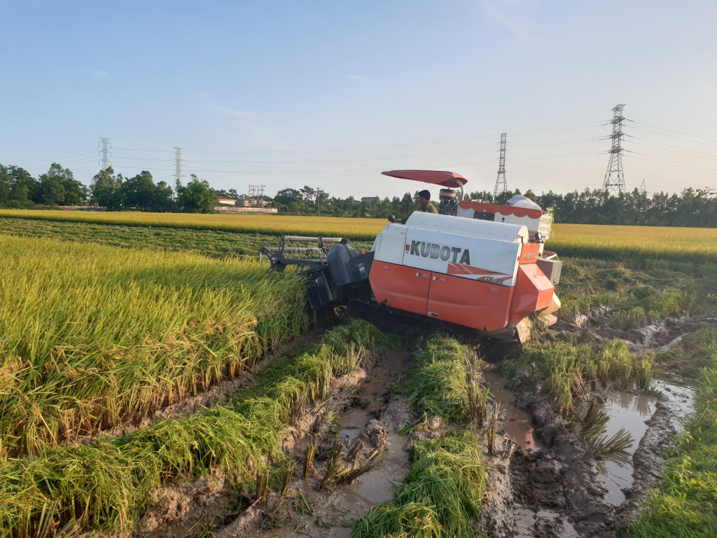 Tiên Lữ: Hiệu quả mô hình sản xuất lúa tập trung