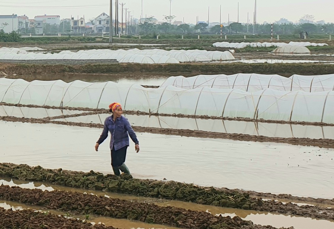 Huyện Tiên Lữ gieo cấy 3,5 nghìn héc-ta lúa xuân